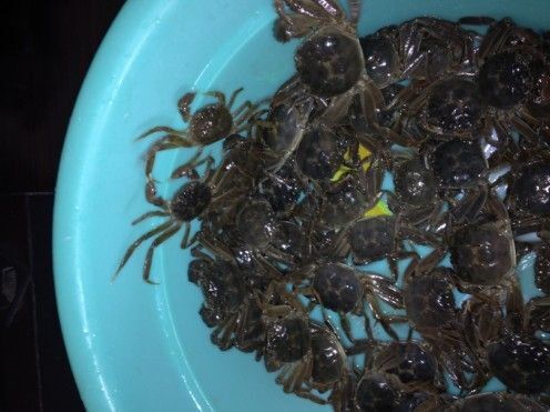 上海大闸蟹苗  崇明岛蟹苗，有意向的可以联系我们！大量有货哦！10年老蟹农