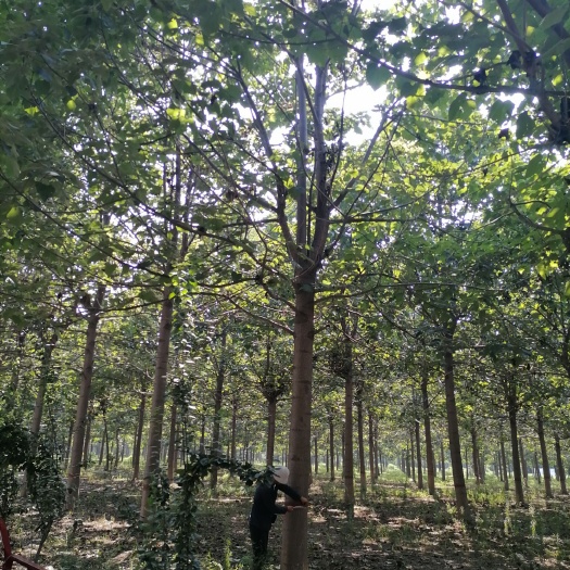 兰考县泡桐基地5--30公分