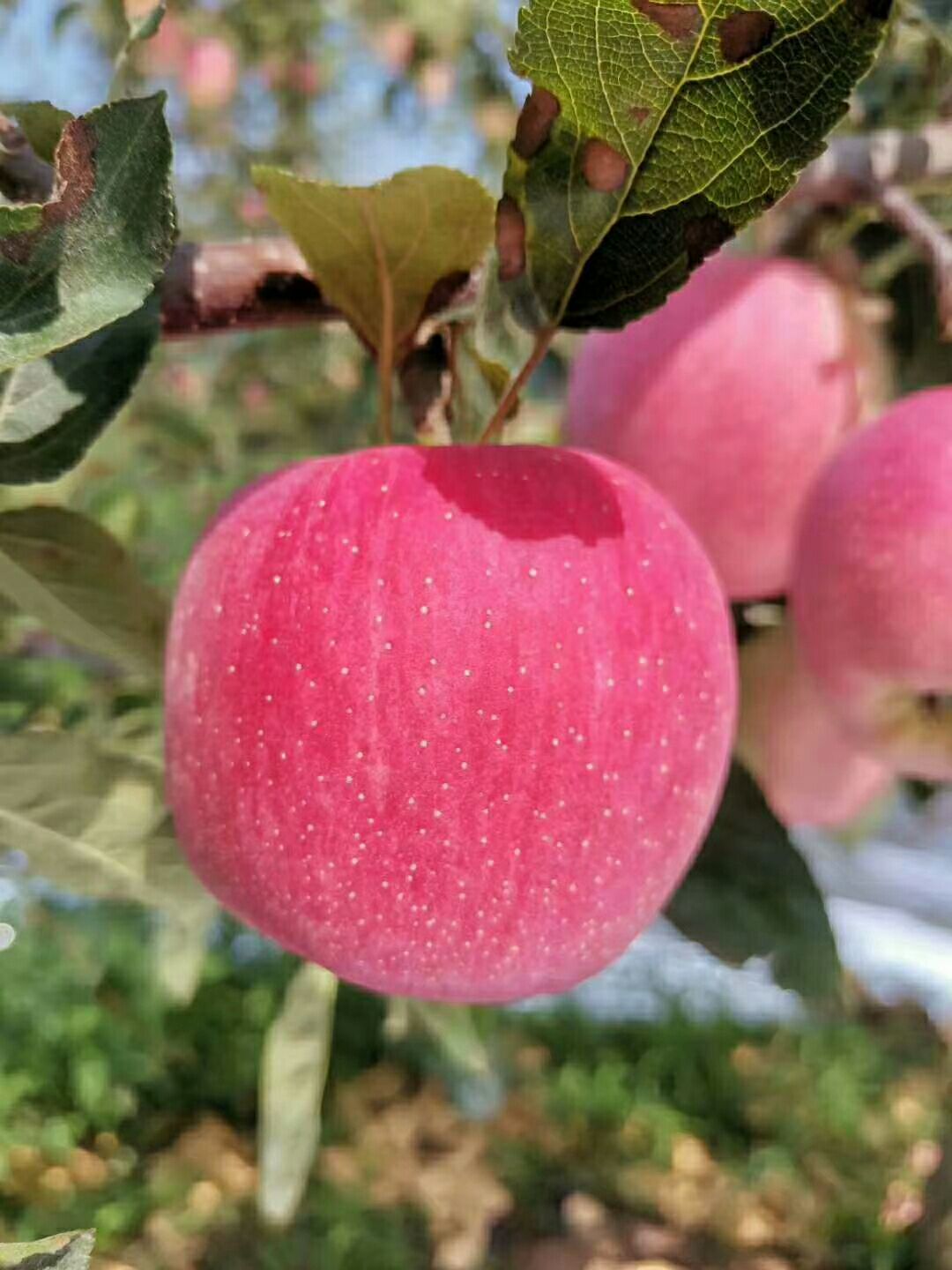 吉县苹果  吉县红富士苹果，常年合作一件代发质量保证