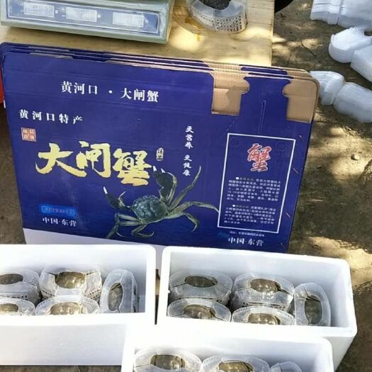 东营生态大闸蟹 大闸蟹