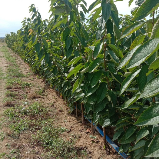 烟台俄罗斯8号樱桃苗 俄罗斯8号，美早，福星，福翠，萨米脱，拉宾斯樱桃苗。