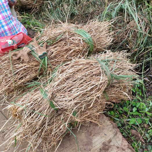 钟山县白茅根  产地直销:搭配甘蔗马蹄清热消暑，是广东特色凉