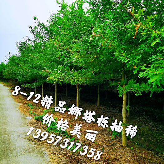 平湖市 娜塔栎精品苗！丛生娜塔栎10-60公分