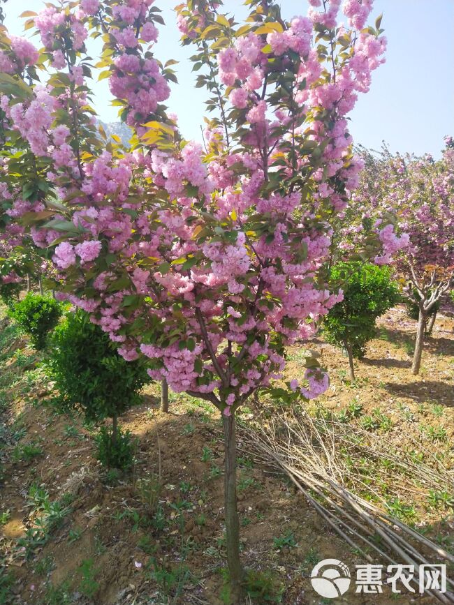 5公分樱花树，6公分晚樱