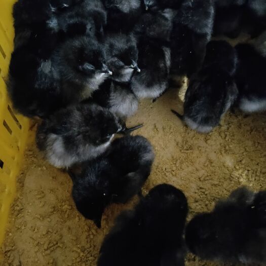南宁绿壳鸡苗 统货 