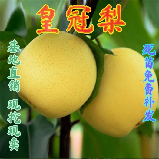 平邑县皇冠梨苗  嫁接皇冠梨树苗，当年结果，南北方种植庭院种植，盆栽地栽梨树苗