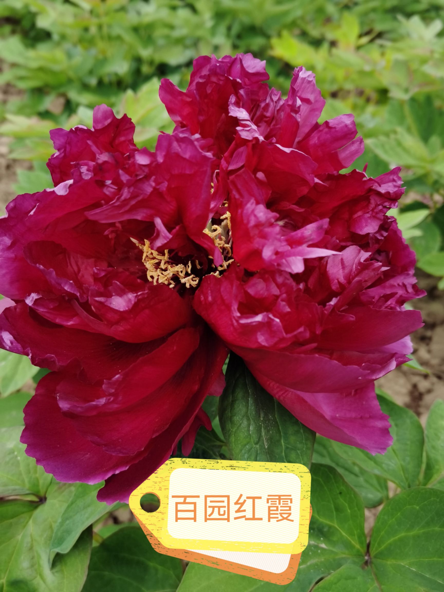 观赏牡丹  牡丹有几百年的历史，牡丹花下死做鬼也风流，比喻牡