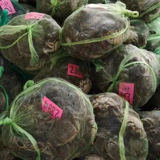 昆山市高淳大闸蟹 统货 多规格 