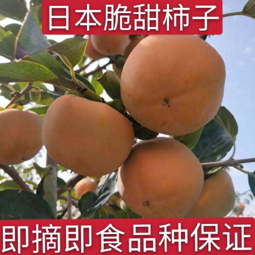 平邑县脆柿苗  脆柿子苗脆甜柿子苗阳丰脆柿子苗大秋脆甜柿子树苗品种纯可签合同