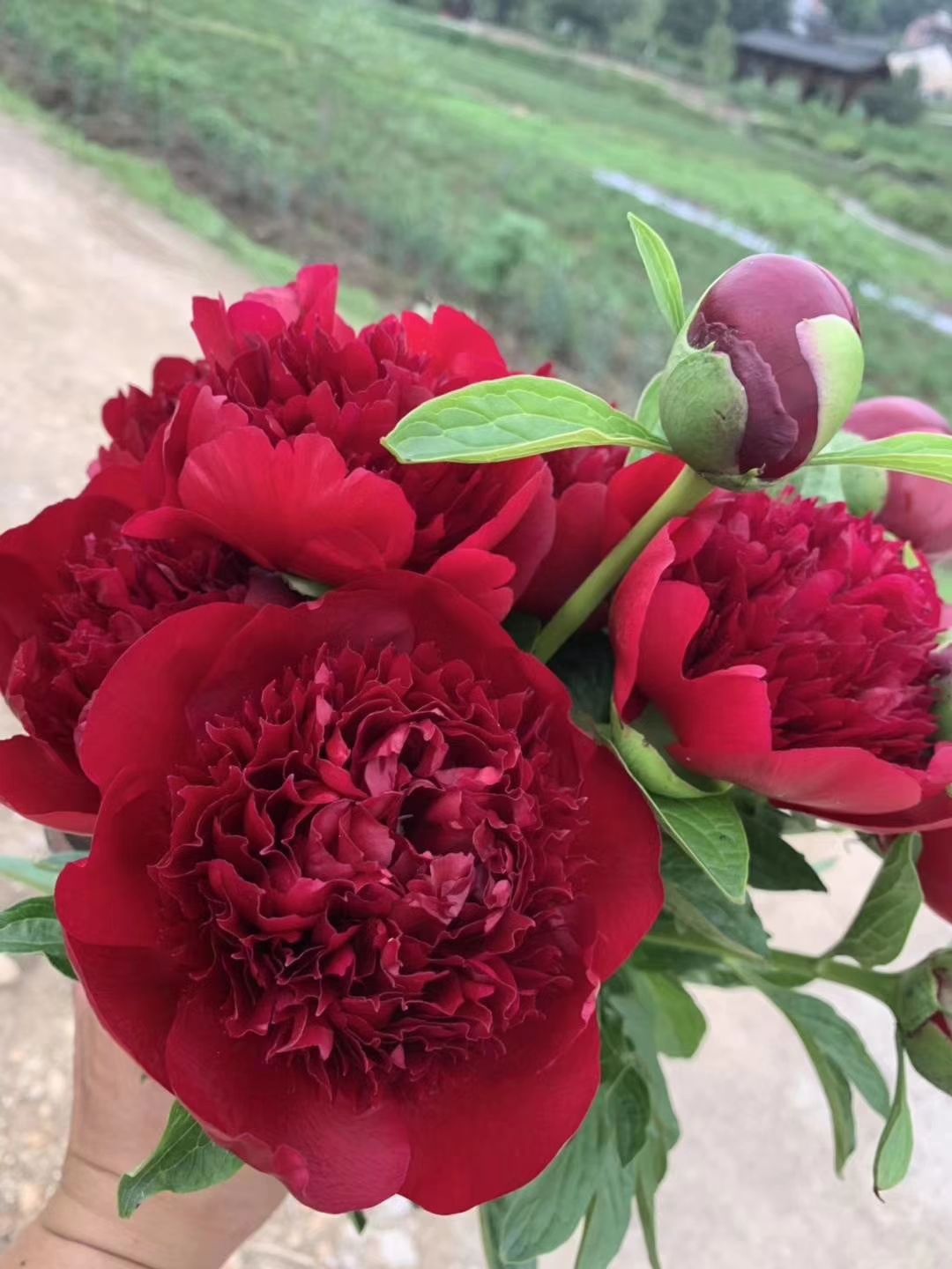 多花芍藥  精品觀賞芍藥，芍藥苗，盆栽芍藥.芍藥，芍藥籽