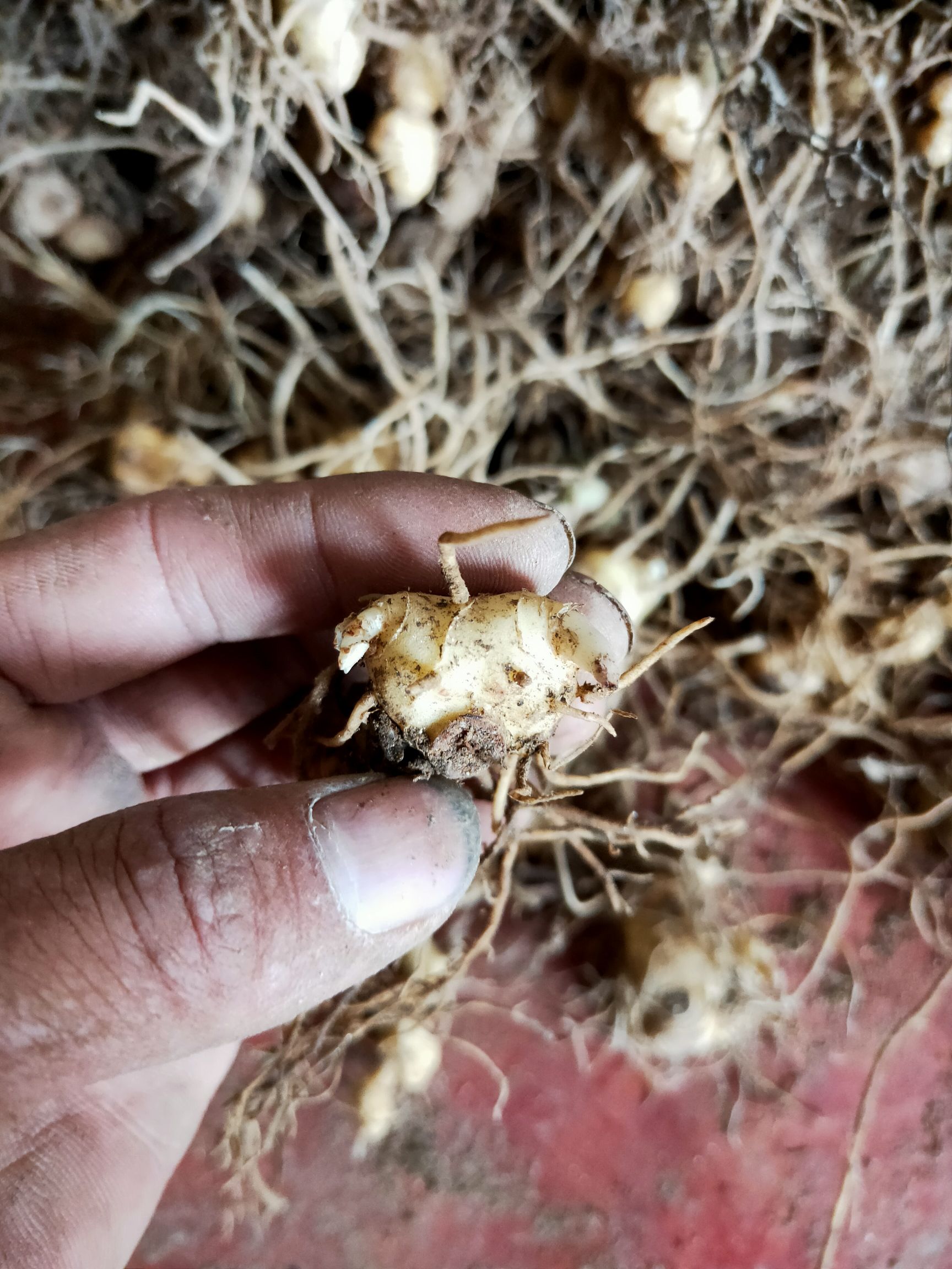 甜黄精  大量姜形多花黄精种苗销售，基地直供的，欢迎实地考察
