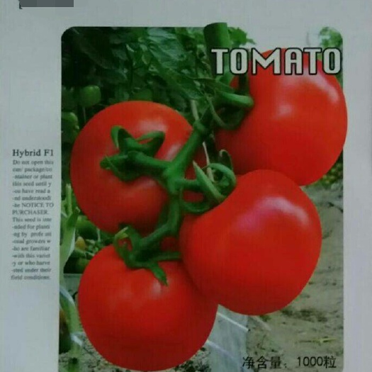硬粉番茄种子  西红柿种子  红艳603  硬红果  耐裂  产量高