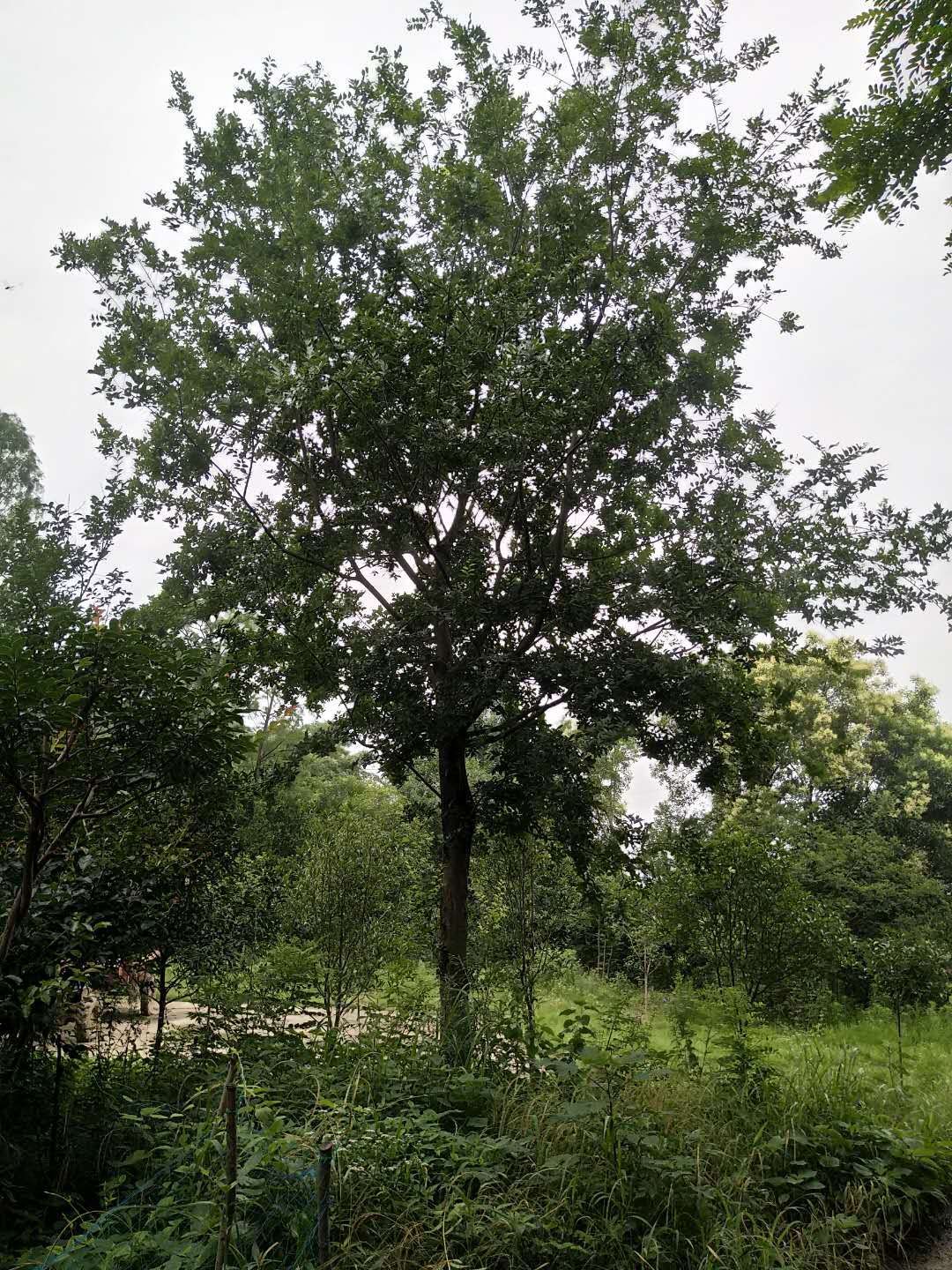 小叶朴 大量20-40公分朴树！3000