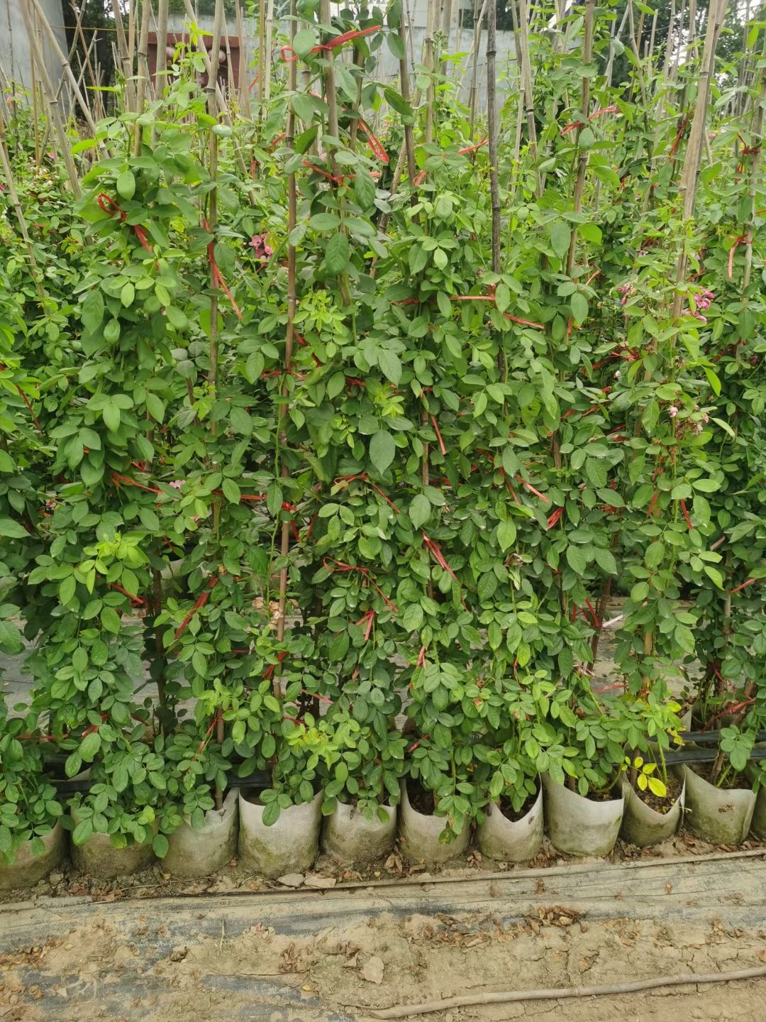 基地直供1.5米高藤本月季，品种多，花色全，不落叶，不脱腿！
