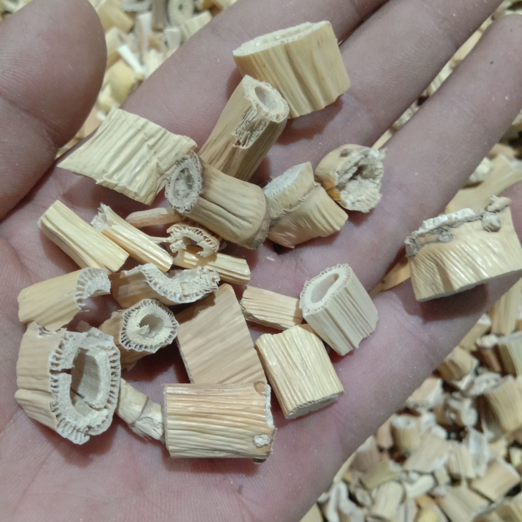 芦根，新疆优质小芦根，干净