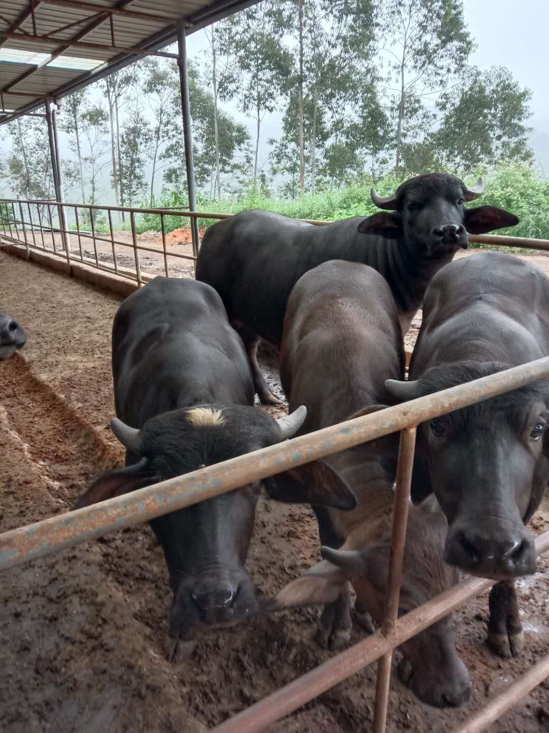 江西摩拉水牛养殖场图片