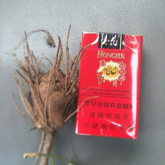 安国市生白术 白术芽