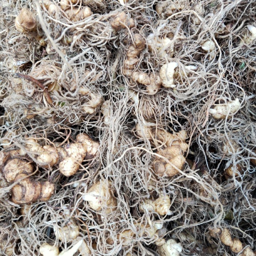 绥宁县甜黄精  大量姜形多花黄精种苗销售，基地直供的，欢迎实地考察