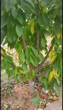 甜樱桃苗  大樱桃树适合入棚当年栽种当年挂果亩产