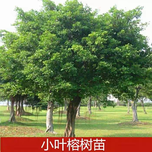 榕樹盆栽庭院榕樹獨木成林四季常青小葉榕風(fēng)景樹室外苗木園林綠化
