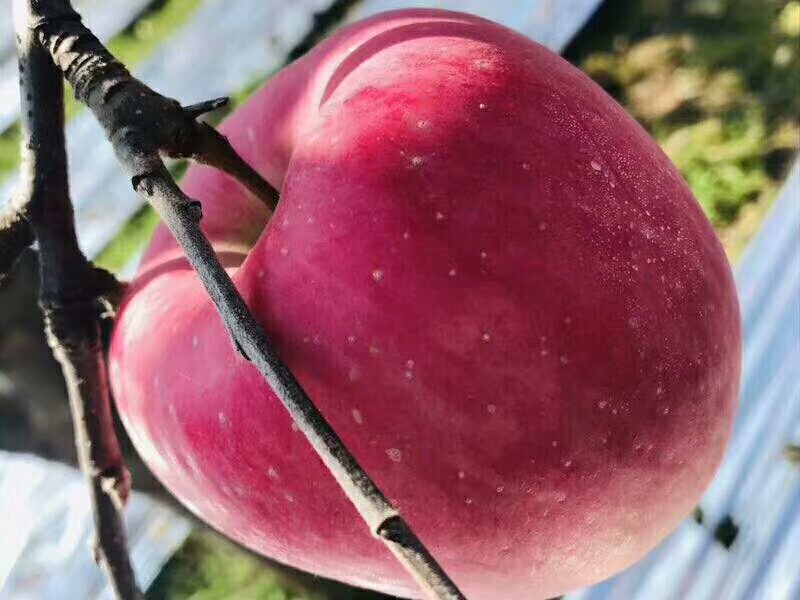 洛川苹果  主要出售富士条红，片红，自然成熟。