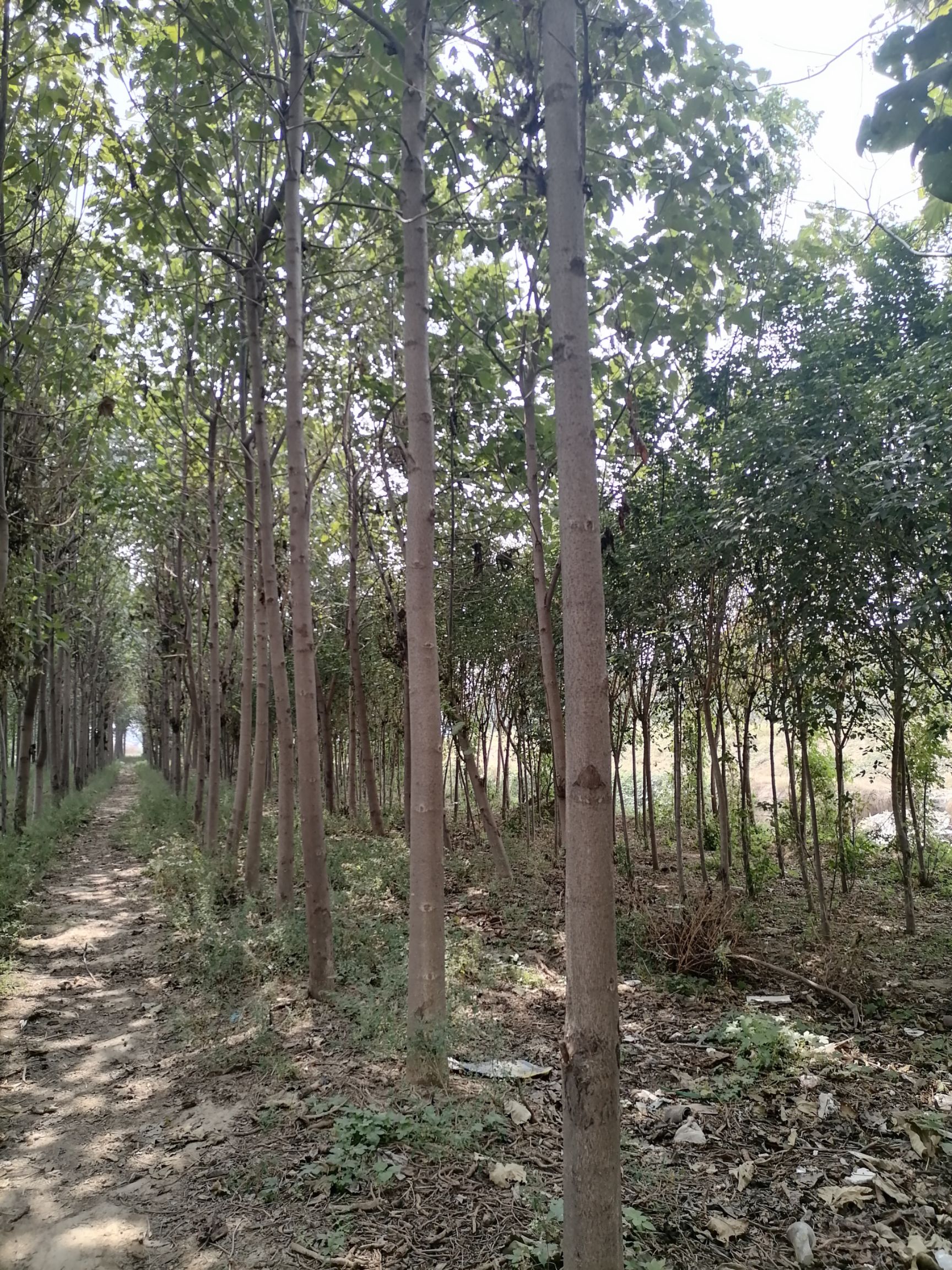 泡桐基地5--30公分