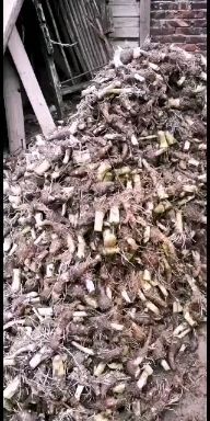 长汀县香芋  正宗槟榔芋种，货源充足，全国发货