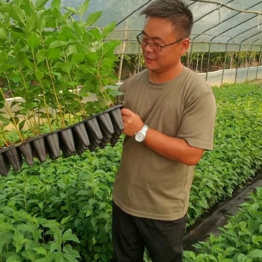 泰安沙王樱桃苗 沙王樱桃矮化根系
