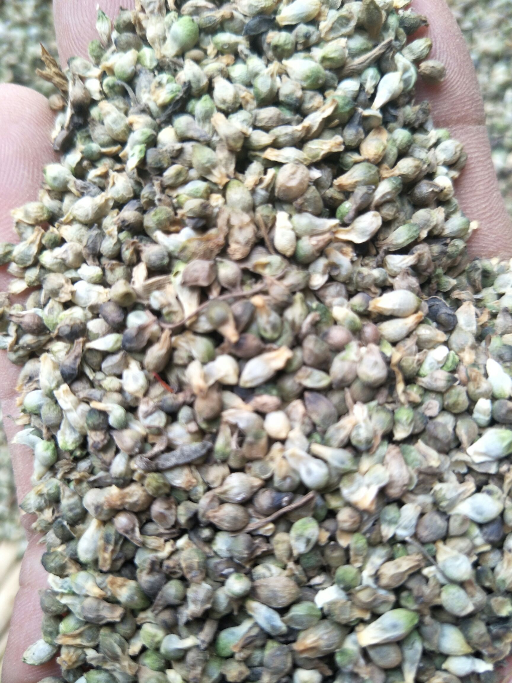 天南星种子包技术包产收购，