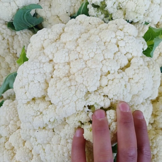 博爱县白花菜花  松花菜