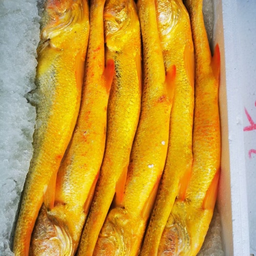 苍南县深海大黄鱼批发