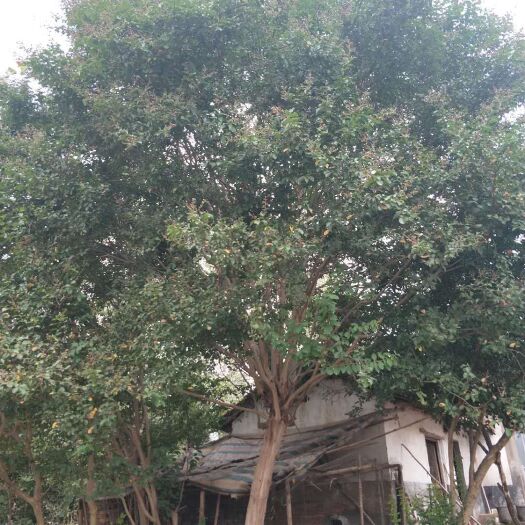 京山市百日红 20-23公分紫薇！价格24000