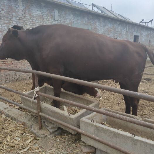 郓城县改良肉牛  改良牛，改良黄牛，杂交牛，肉牛犊