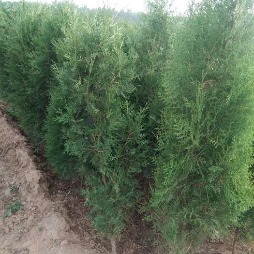 莒南县窄冠侧柏  高度2米侧柏