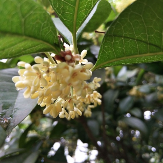 郴州桂花瓣 8月桂花香