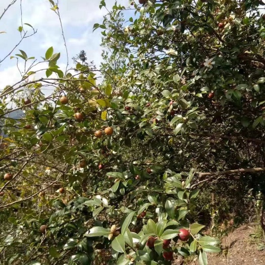 凤山县纯野生山茶油