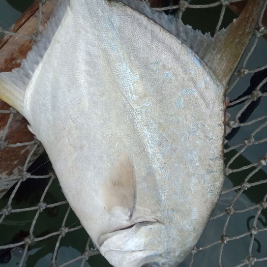 东山县金鲳鱼  海鲜