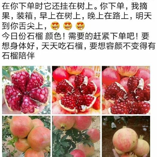 荥阳市河阴石榴  河阴软籽石榴