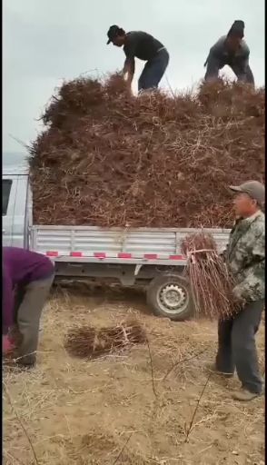优一杏树苗 杏树苗（嫁接优一仁用杏扁苗）