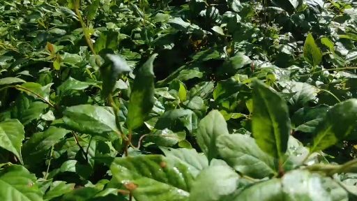 一年生五味子苗