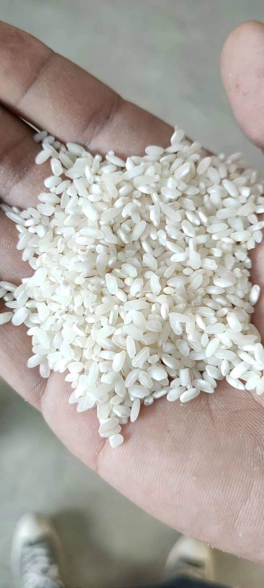 [大米批发]大米 厂家直销桂朝早米,专做米线米粉肠粉凉皮凉虾,货源
