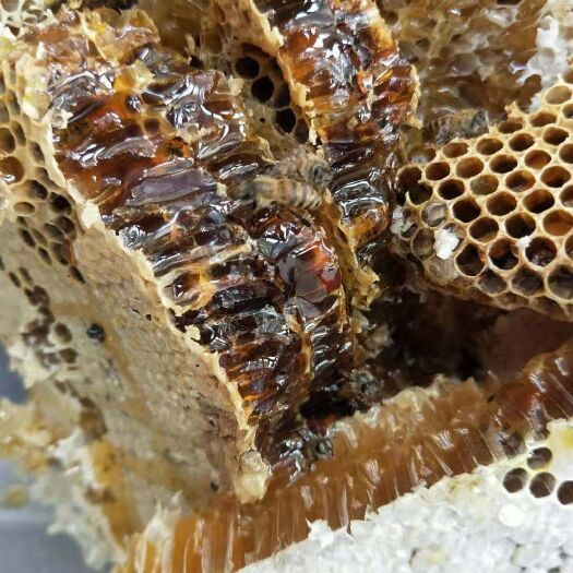 杭州小挂蜜 农家自产土蜂蜜味道纯正百花蜜