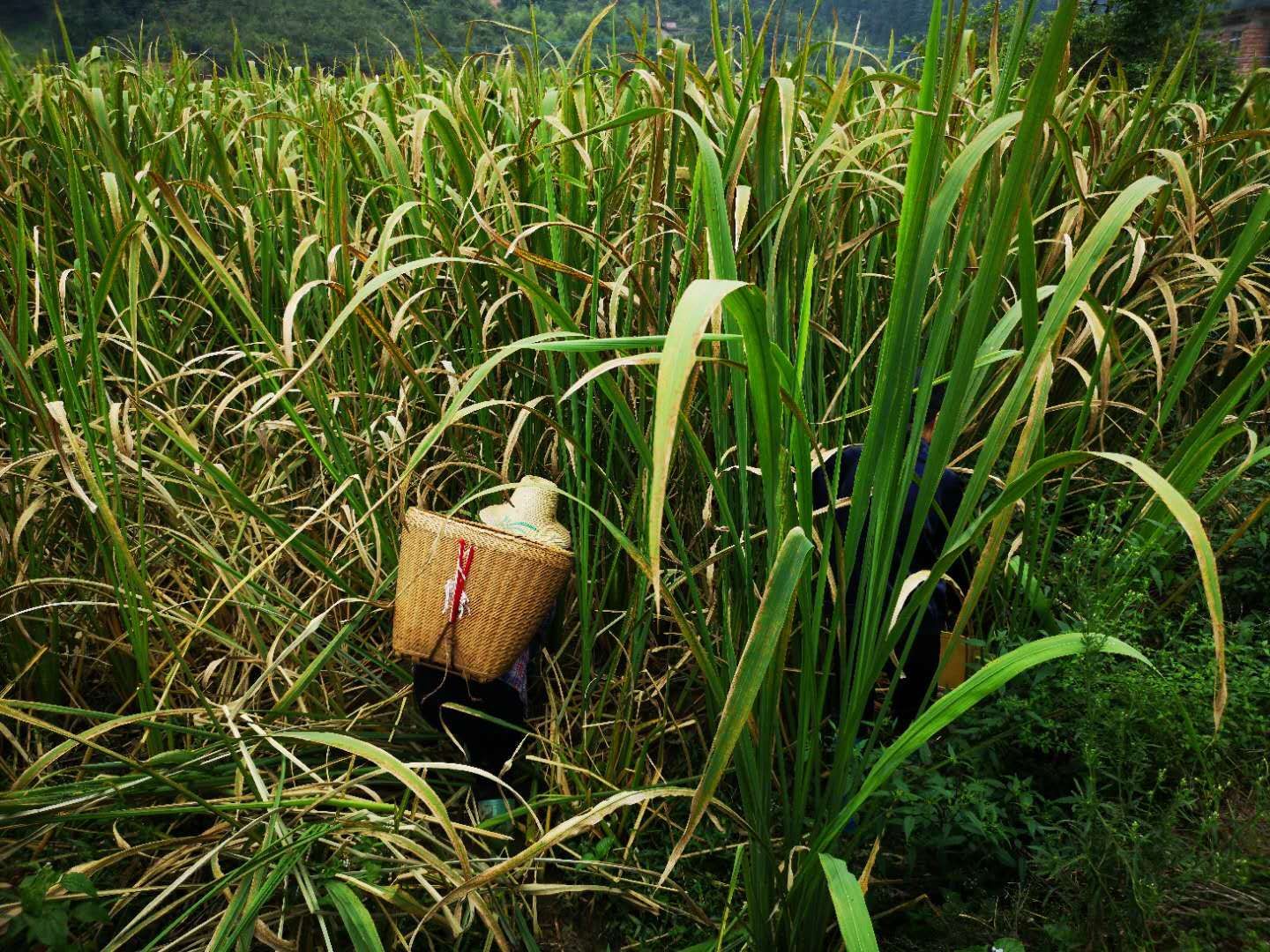 高山茭白  茭白萎笋禾笋高笋美人茭白