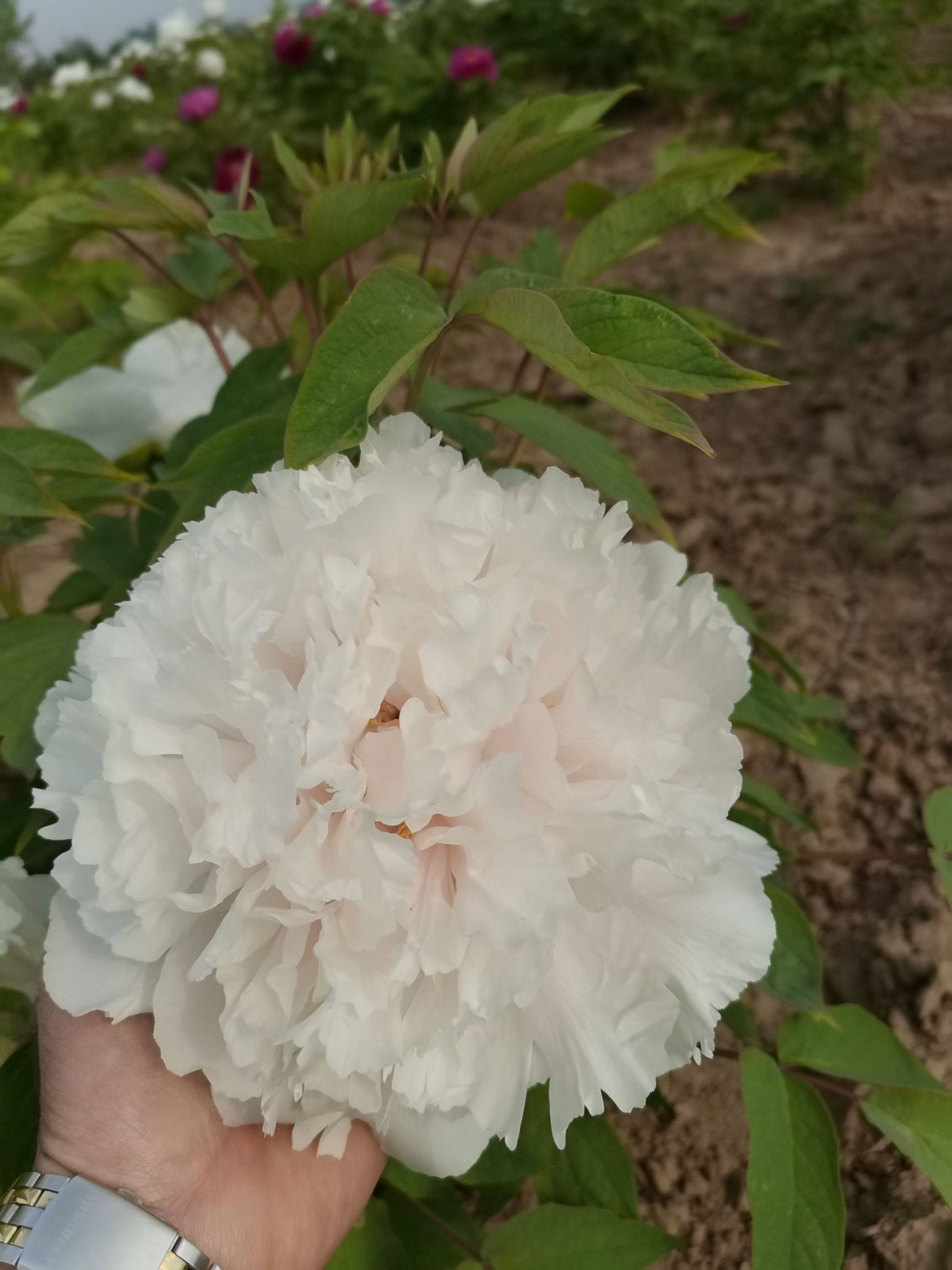 山东菏泽观赏牡丹苗木批发