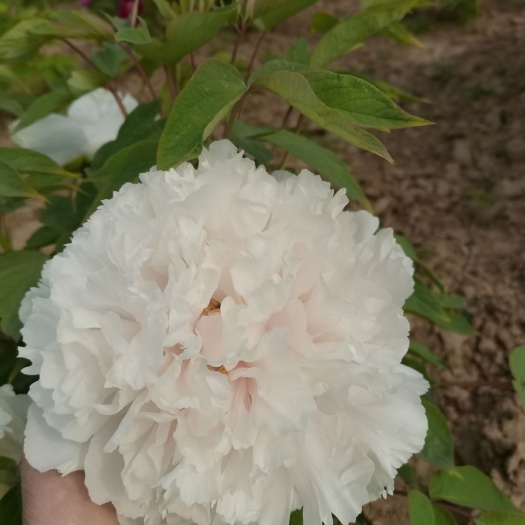 菏泽观赏牡丹  牡丹花中之王，百花齐放，美不盛收