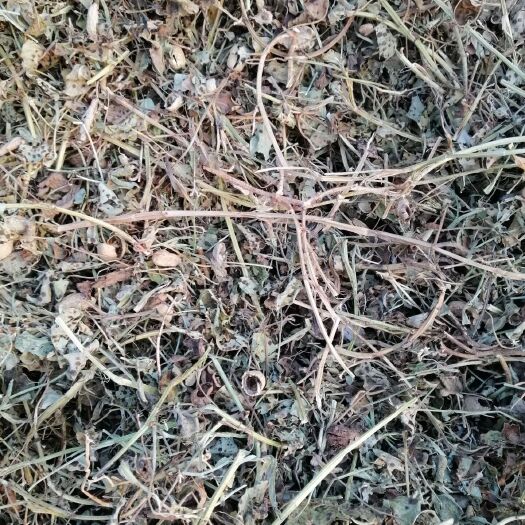 郸城县 新鲜花生秧