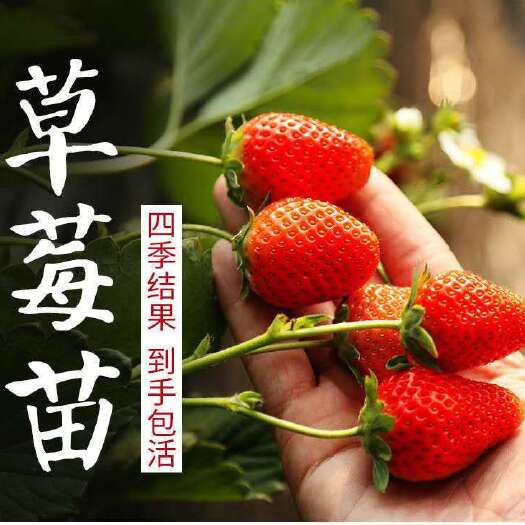 沭阳县基地草莓苗 红颜 章姬  甜查理 天仙醉 现挖现发 量大优惠