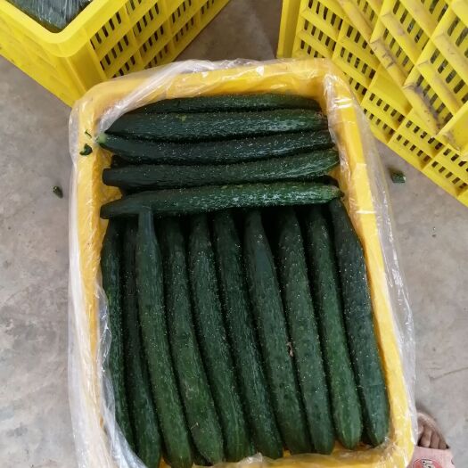 泾阳县 油亮密刺黄瓜