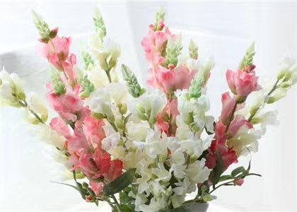 藏红花种球  剑兰种球花苗多年生花卉菖兰花种球唐菖蒲花种球四季庭院当年开花