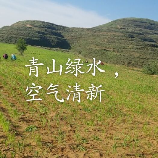 忻州晋谷21号小米 山西省忻口皇小米